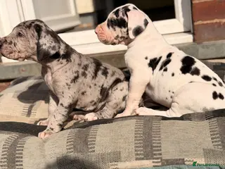 Great Dane dogs KC reg extensively health tested Great Dane puppy - Advert 3