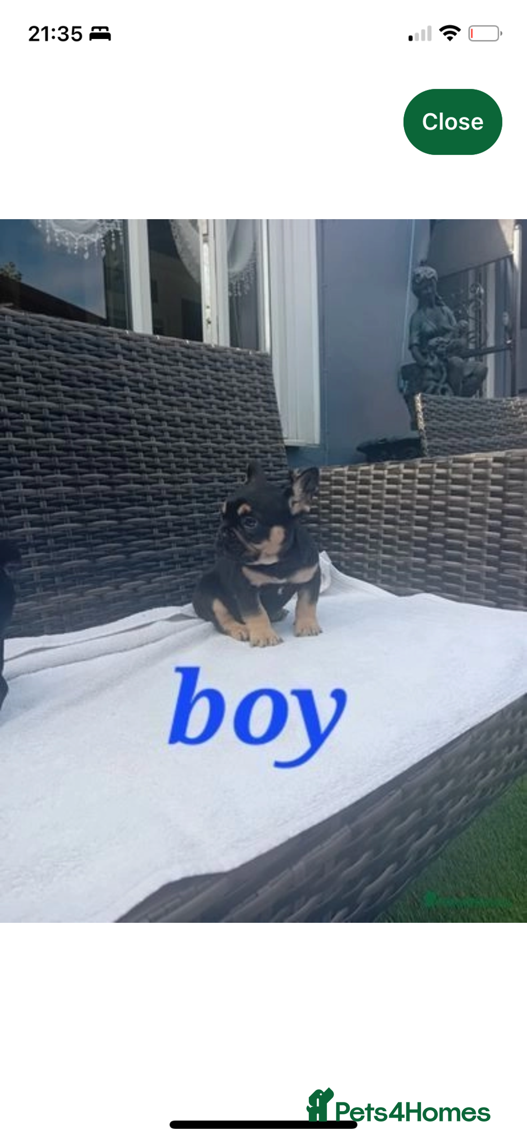 French Bulldog dogs for stud: Chocolate Tan french bulldog Burtie in Sevenoaks - Image 24