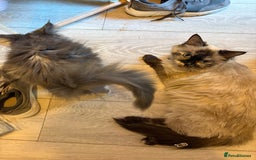 Maine Coon cats for sale: Maincoon X Ragdoll last female kitty - Image 8