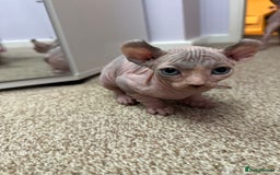 Sphynx cats for sale: Beautiful Pure Sphynx Kittens – Ready Now! - Image 31