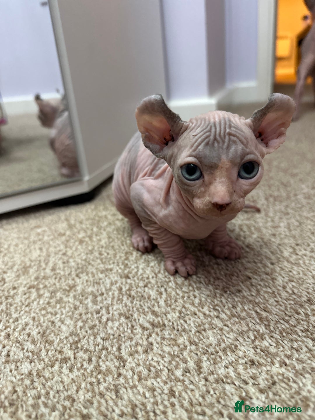 Sphynx cats for sale: Beautiful Pure Sphynx Kittens – Ready Now! - Image 31