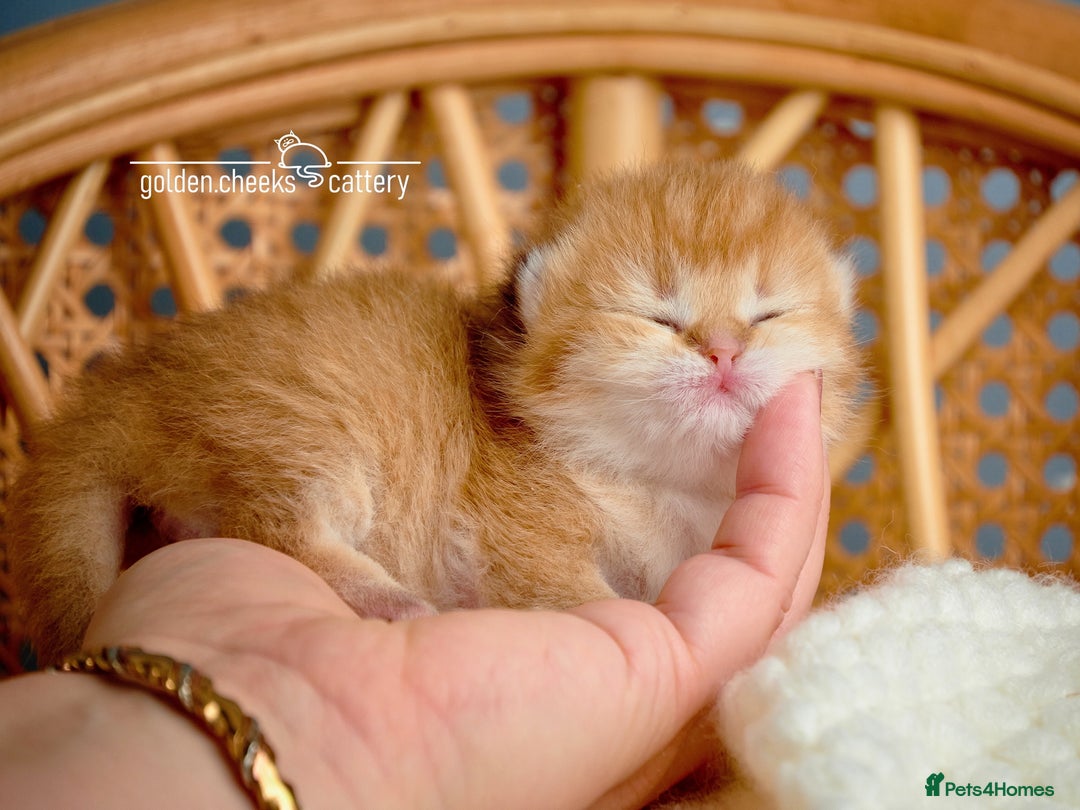 Scottish Fold cats for sale: Show Quality Scottish Kittens - Advert 5