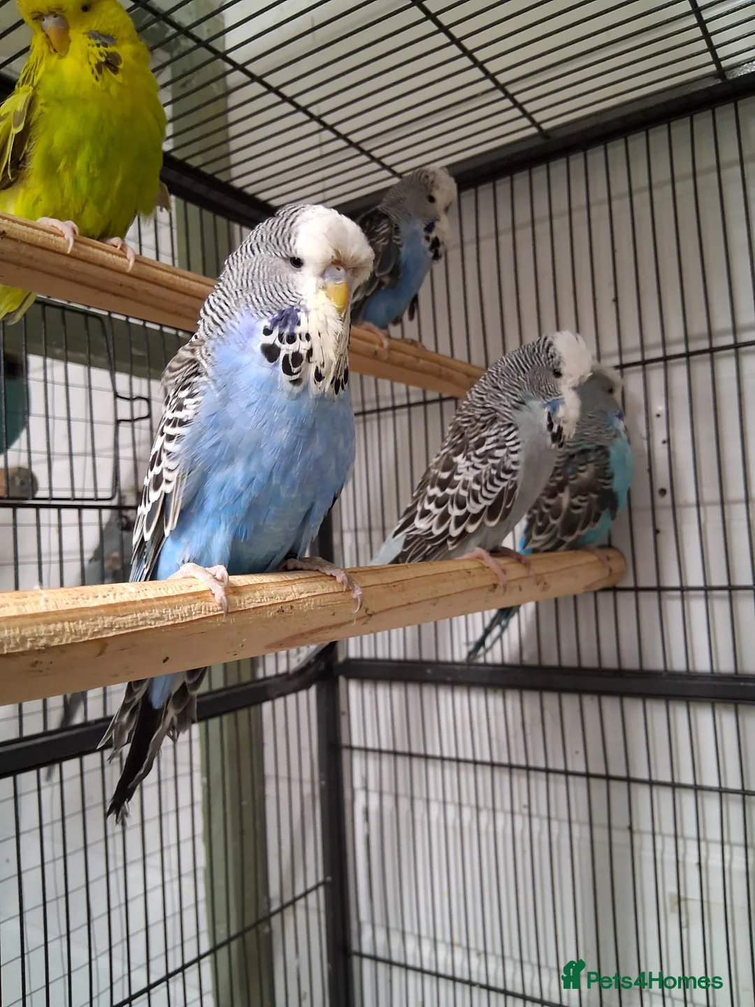 Budgerigars birds for sale: Exhibition Type Budgerigars - Advert 2