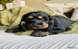 Cocker Spaniel dogs for sale: Top quality fully health tested show cocker pups - Image 20