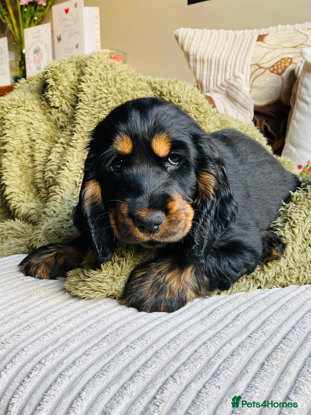 Cocker Spaniel dogs for sale: Top quality fully health tested show cocker pups - Image 20
