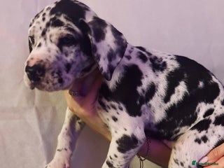 Great Dane dogs GREAT DANE PUPS KC REGISTERED - Advert 6