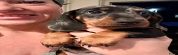 Dachshund dogs for sale: Dachund dapple boy - Advert 1