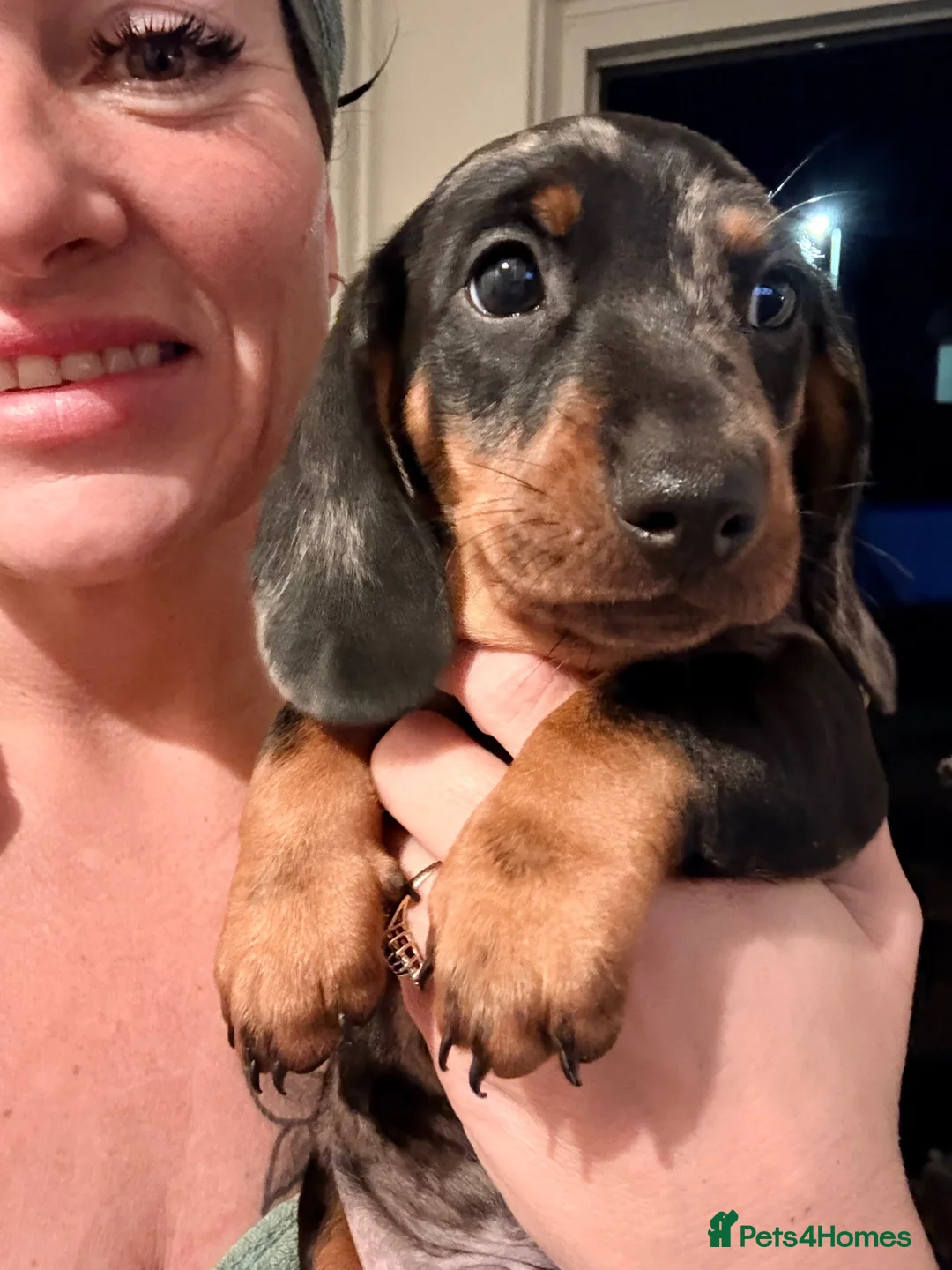 Dachshund dogs for sale: Dachund dapple boy - Advert 1