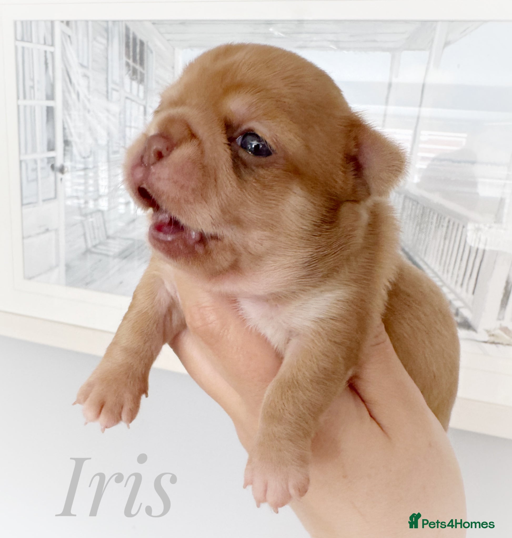 Chihuahua dogs Chihuahua puppies chocolate merle  - Advert 2