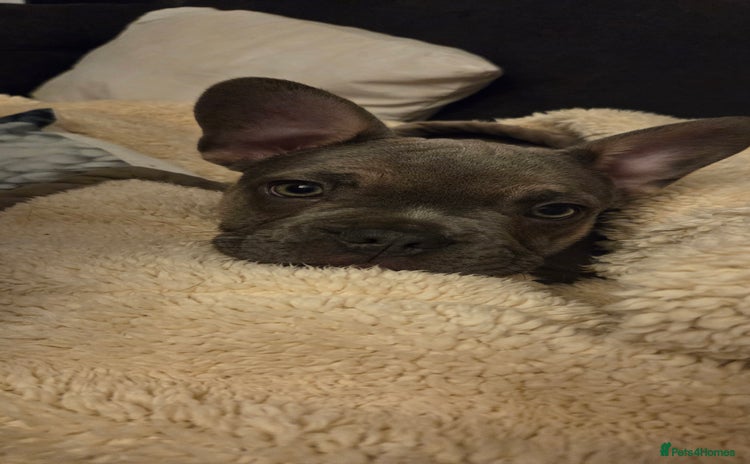 French Bulldog dogs - Advert 13