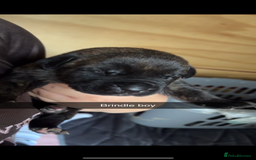 Cane Corso dogs for sale: Cane Corso first litter of puppies !! - Image 16