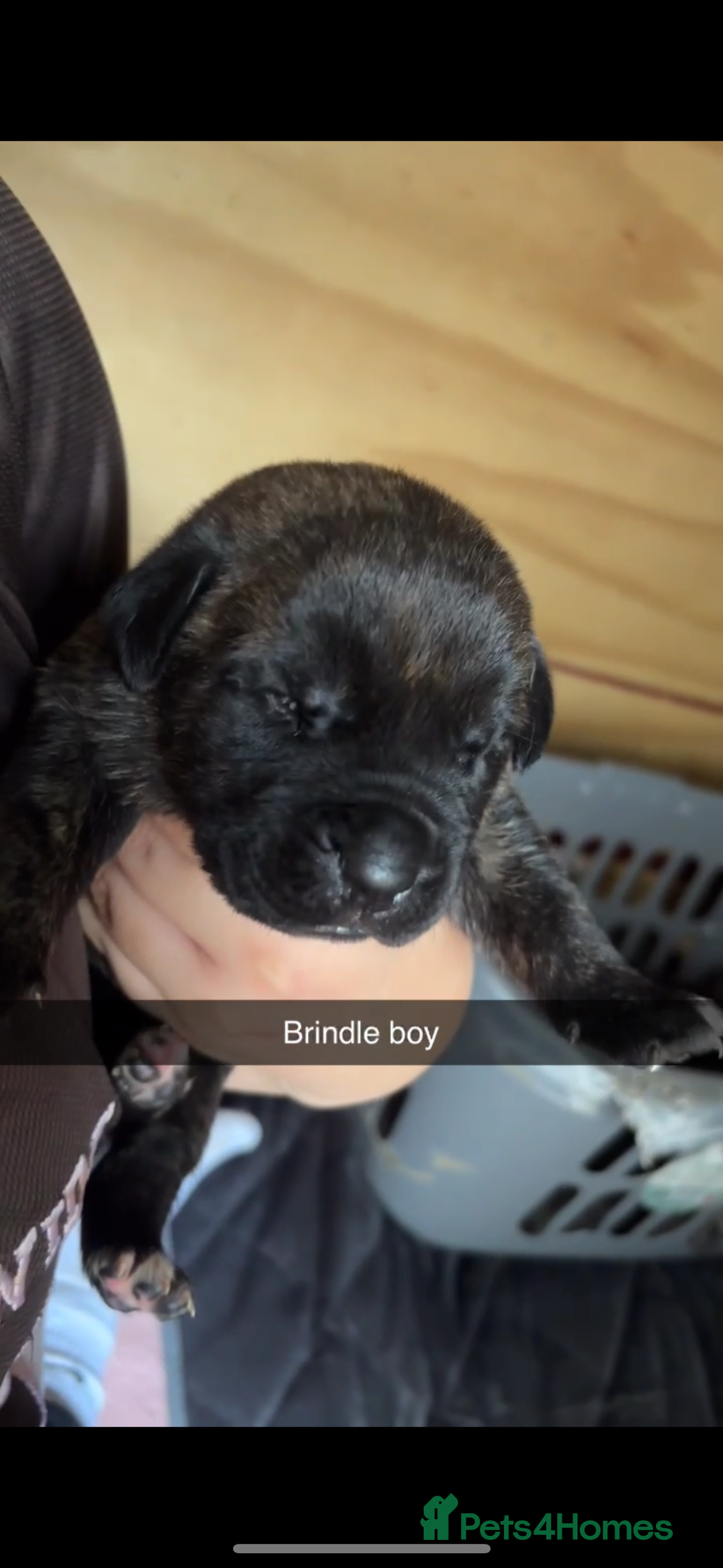 Cane Corso dogs for sale: Cane Corso first litter of puppies !! - Image 16