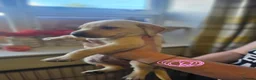 Labrador Retriever dogs for sale: Outstanding litter of 7 KC Reg Labrador Pups - Advert 30