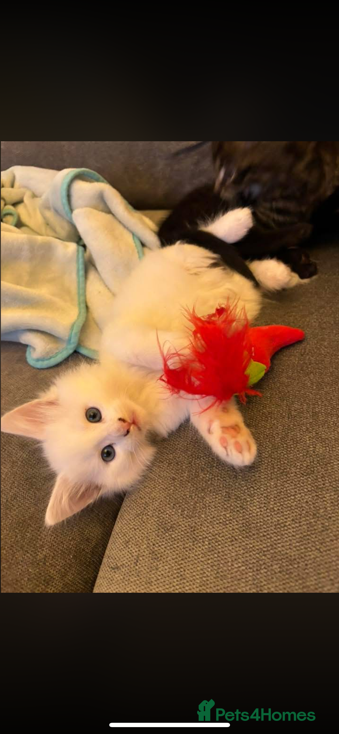 Maine Coon cats for sale: Beautiful rare white Maine coon kitten female  - Image 1