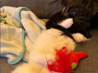 Maine Coon cats - Advert 2