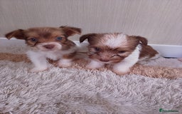 Mixed Breed dogs for sale: Shitzu x jack Russell  - Image 3