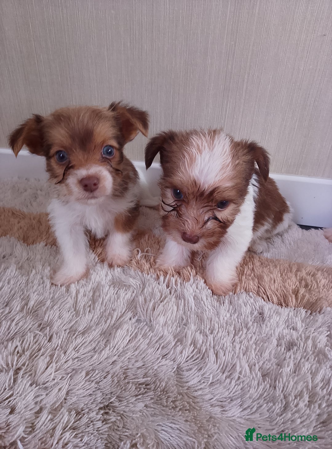 Mixed Breed dogs for sale: Shitzu x jack Russell  - Image 3