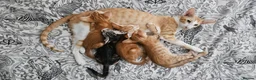 Mixed Breed cats for sale: Beautiful Oriental-Cross Kittens – 3 Boys & 1 Girl - Advert 17