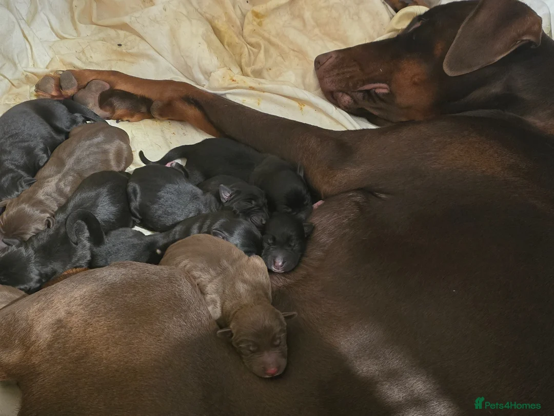Mixed Breed dogs for sale: Doberman x Border Collie Pup - Advert 2