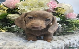 Miniature Dachshund dogs for sale: Miniature Dachshund Puppies Ready for Loving Homes - Image 4