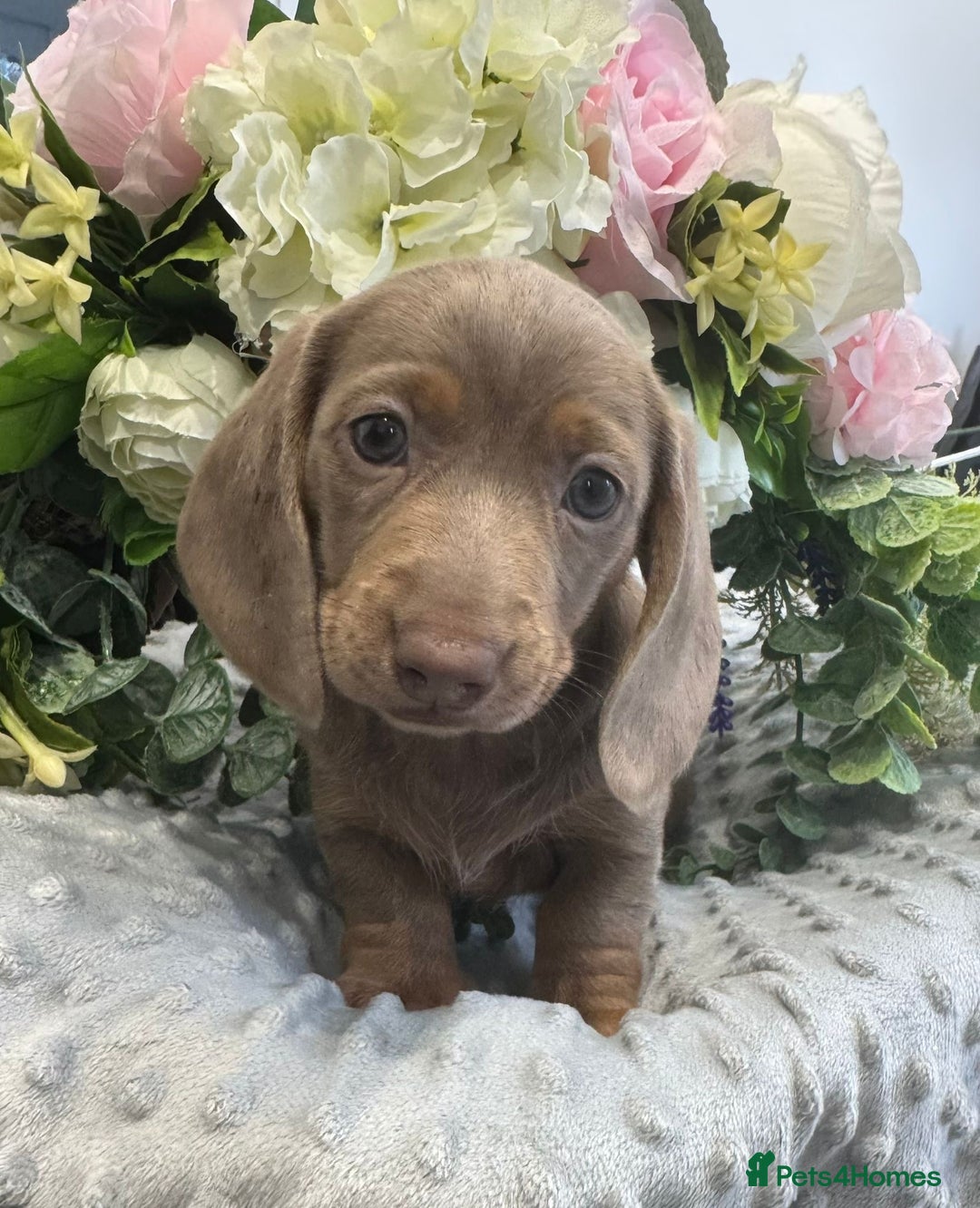 Miniature Dachshund dogs for sale: Miniature Dachshund Puppies Ready for Loving Homes - Image 4