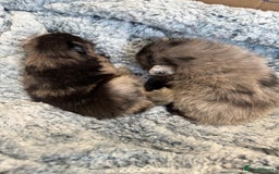 Pomeranian dogs for sale: Very adorable Pomeranian Puppies - Image 11