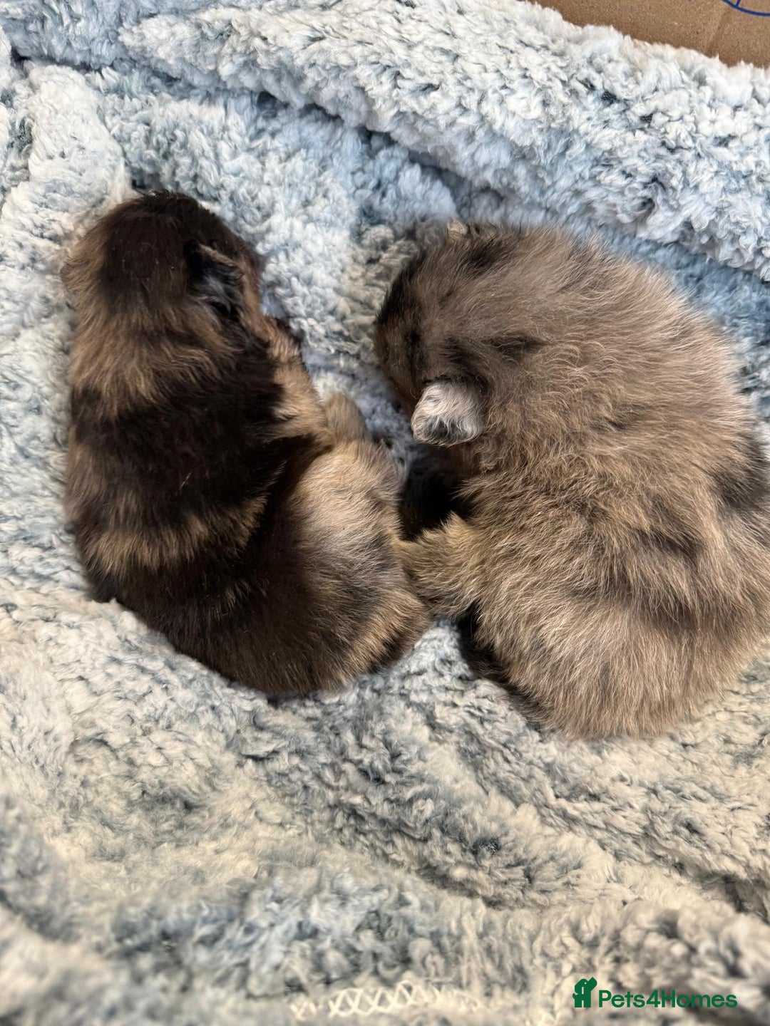 Pomeranian dogs for sale: Very adorable Pomeranian Puppies - Image 11