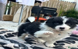 Border Collie dogs for sale: Dylan /Dill - ONLY 4 LEFT International Champion blood line - Image 22
