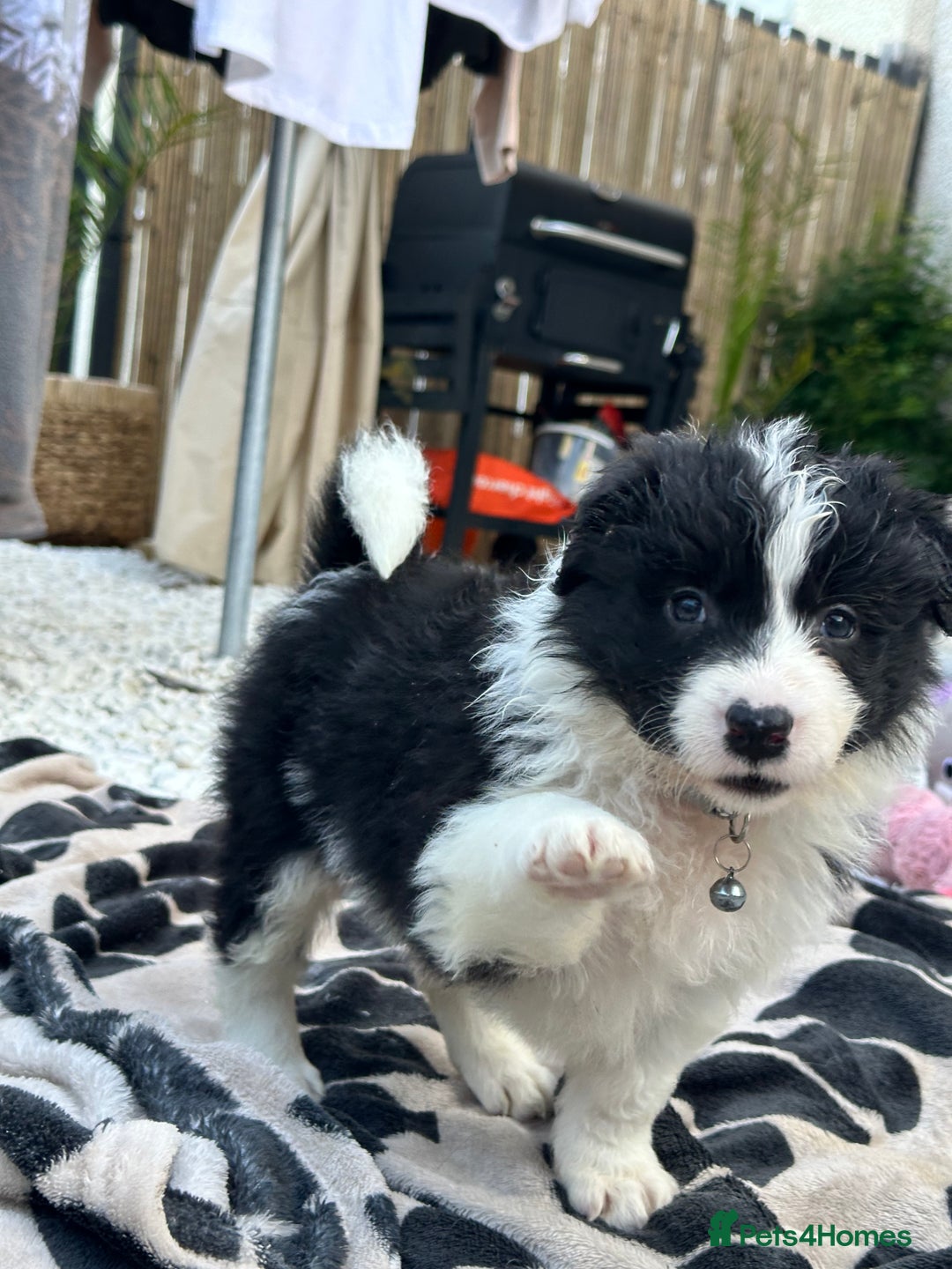 Border Collie dogs for sale: Dylan /Dill - ONLY 4 LEFT International Champion blood line - Image 22