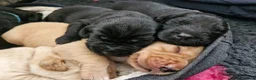 Labrador Retriever dogs for sale: KC Registered Labrador Puppies - Advert 9