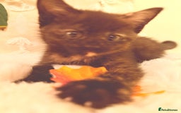 Mixed Breed cats for sale: 5 floofy kittens ready to find their forever homes - Image 3