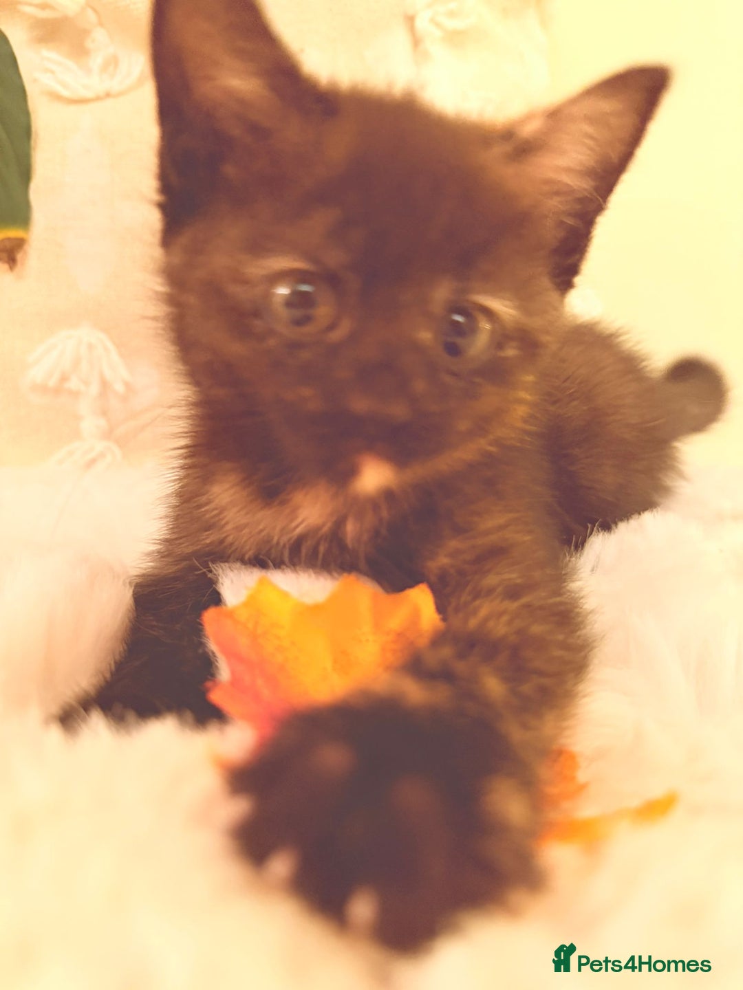 Mixed Breed cats for sale: 5 floofy kittens ready to find their forever homes - Image 3