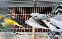 Budgerigars birds for sale: Various colour/ages budgies for sale  - Image 7