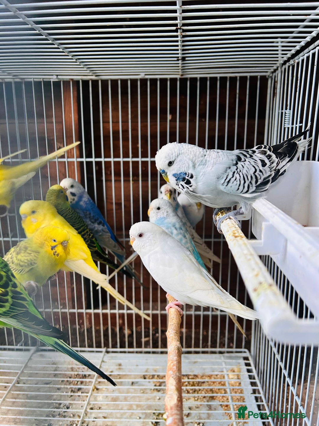 Budgerigars birds for sale: Various colour/ages budgies for sale  - Image 7