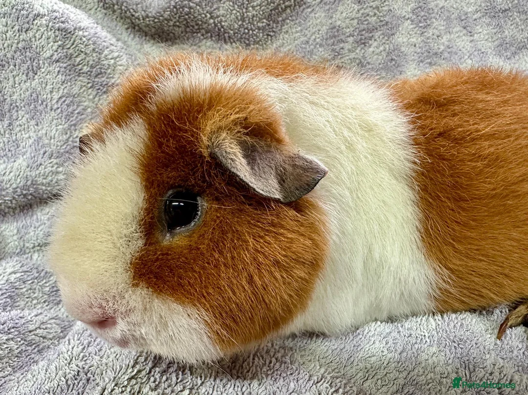 Guinea Pig rodents for sale: Gorgeous Teddy Guinea Pigs Available - Advert 8