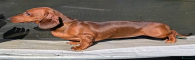 Miniature Dachshund Puppy 2
