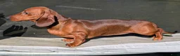 Miniature Dachshund dogs for sale: Miniature Dachshund puppies  - Advert 23