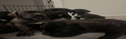 Cane Corso dogs for sale: Russian champ bloodline Cane Corso Puppies 8 left! - Advert 20