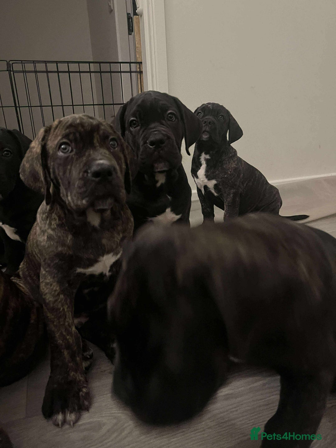 Cane Corso dogs for sale: Russian champ bloodline Cane Corso Puppies 8 left! - Advert 20