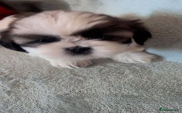 Shih Tzu dogs for sale: 5 beautiful puppies available  - Image 6