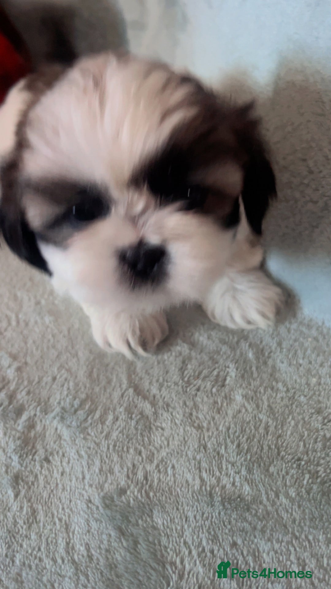 Shih Tzu dogs for sale: 5 beautiful puppies available  - Image 6