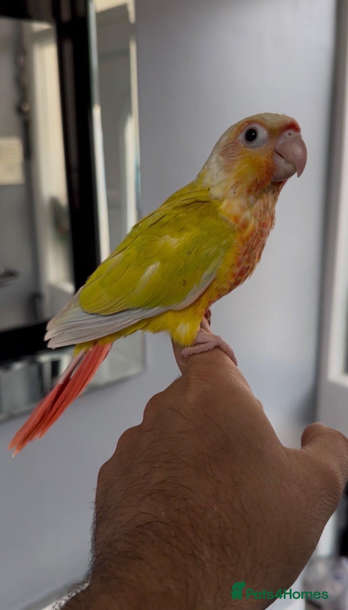 Conures birds Super Tame Baby Parrot Conures - Advert 1