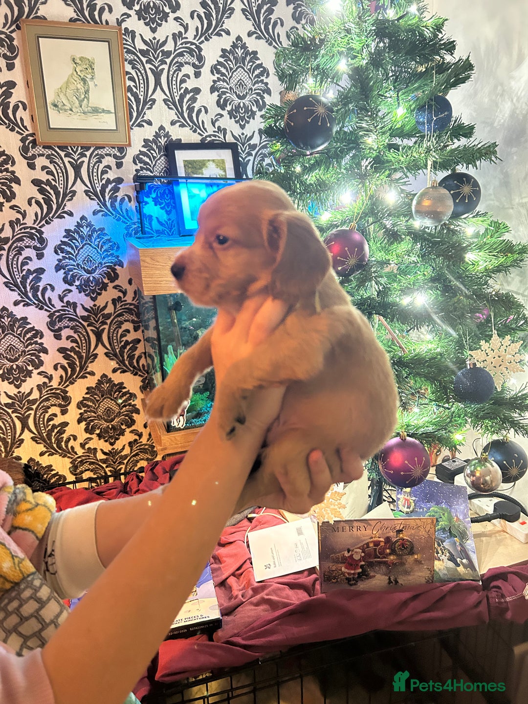 Cocker Spaniel dogs for sale: Lovely spaniels  - Advert 6