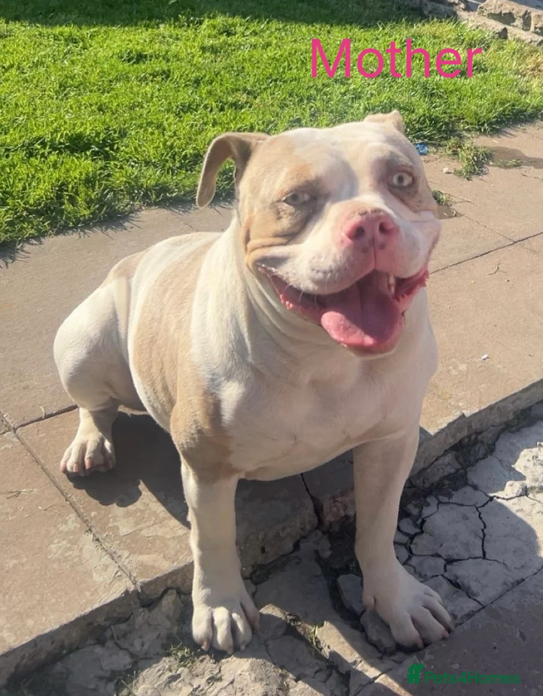 American Bully dogs for sale: 4 beautiful girl bully’s ready to go  - Advert 26
