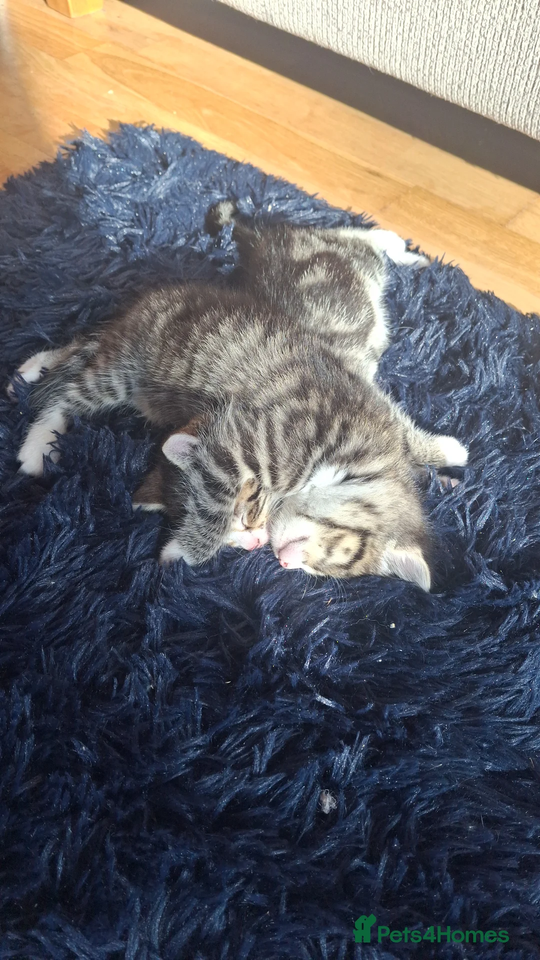 Mixed Breed cats for sale: Kittens in Walton-on-Thames - Advert 1