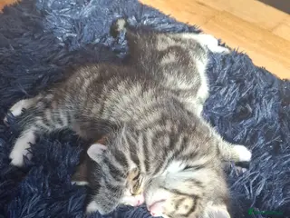 Mixed Breed cats Kittens - Advert 1