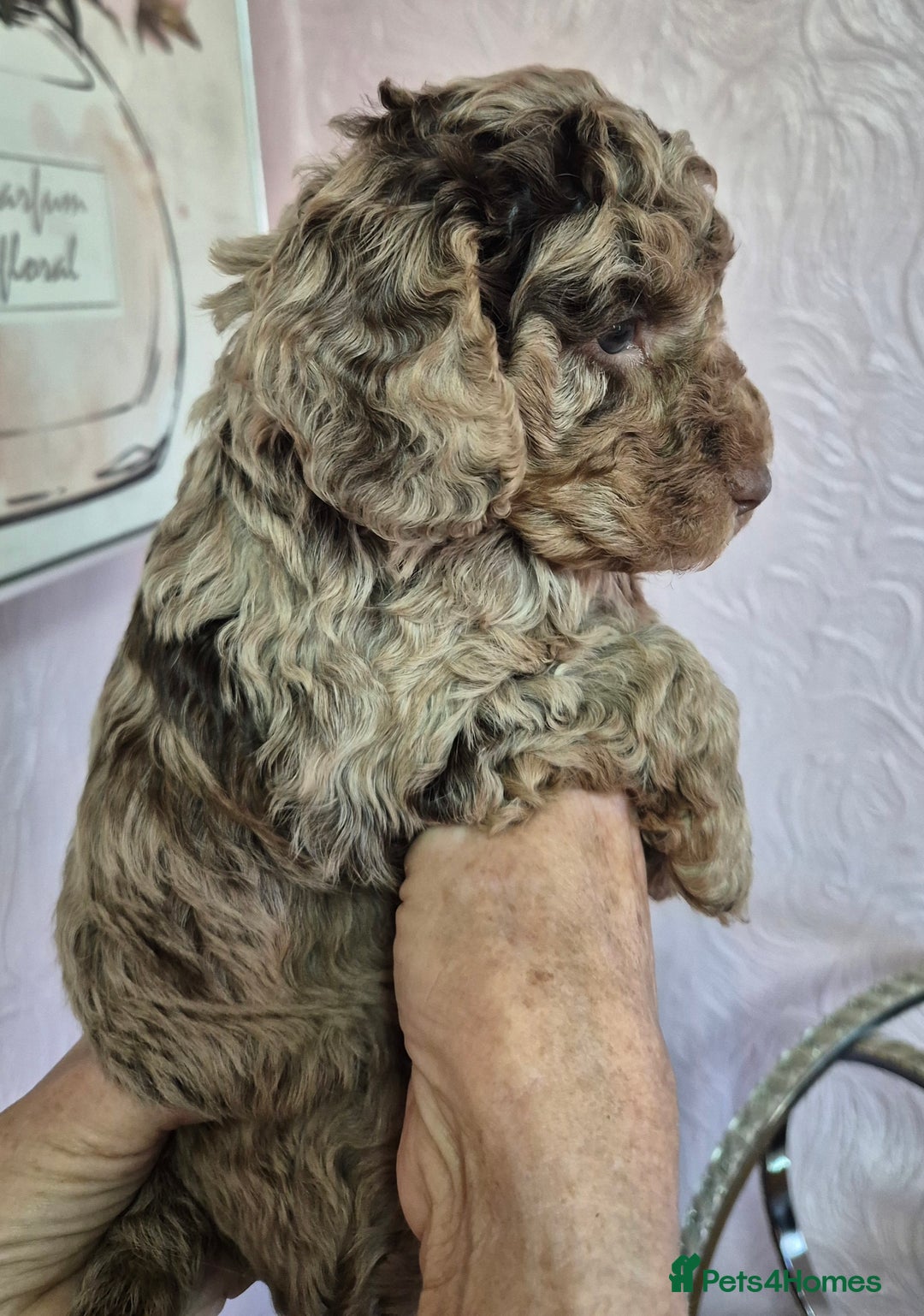 Cockapoo dogs for sale: F1b mini cockapoos  - Advert 5