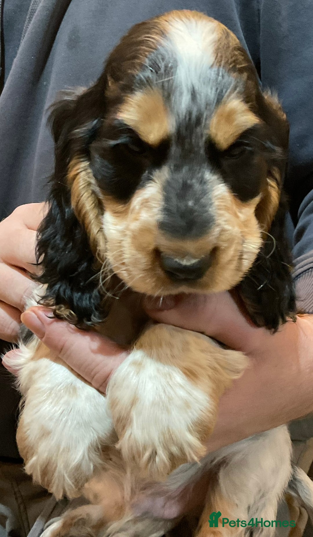 Cocker Spaniel dogs for sale: Blue roan tan cocker spaniel puppies  - Advert 6