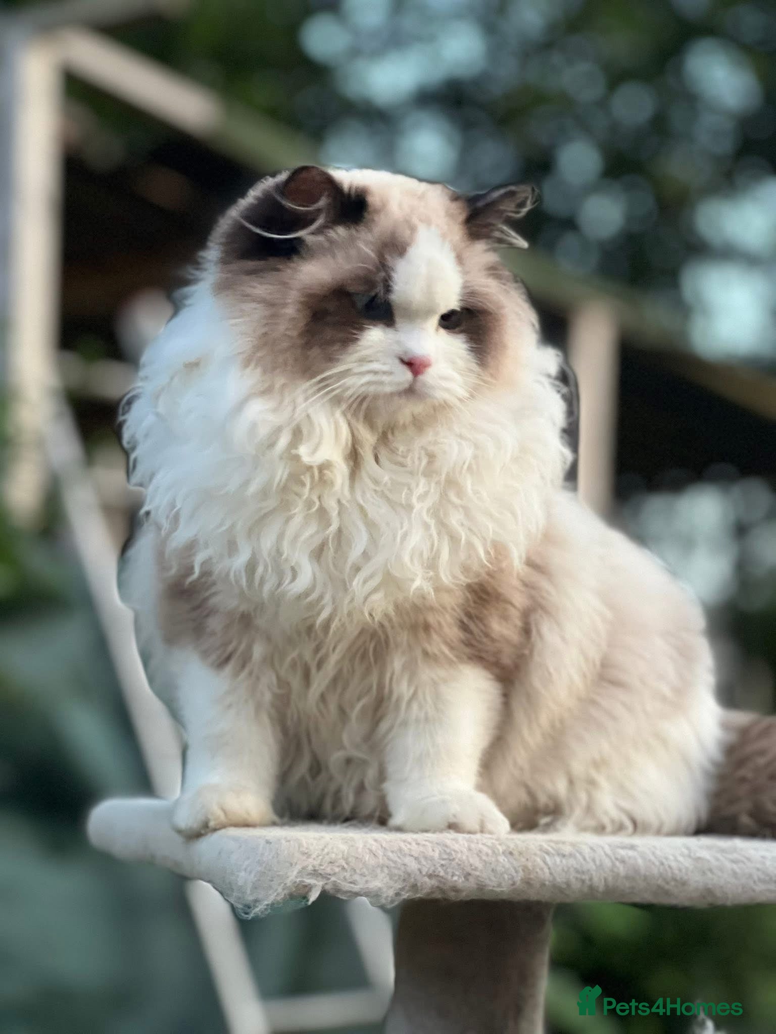 Ragdoll cats EU Sweet face Ragdoll TICA  - Advert 3