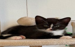 Ragdoll cats for sale: RAGDOLL X FOR SALE  - Image 6